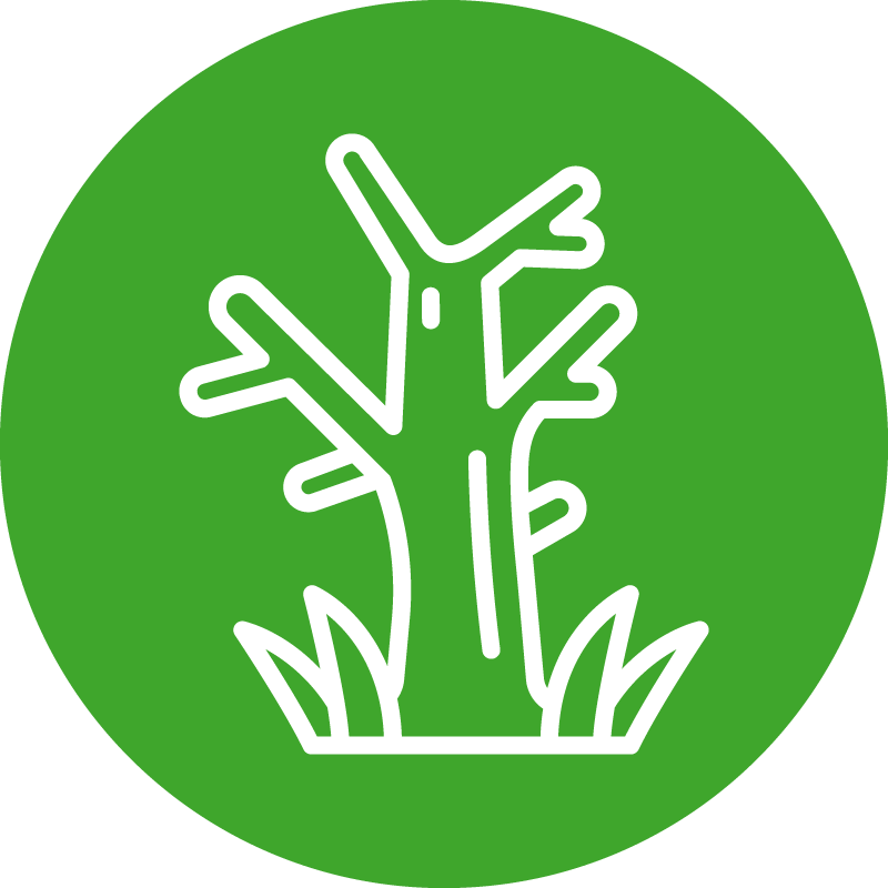 WRForestier Icon 1