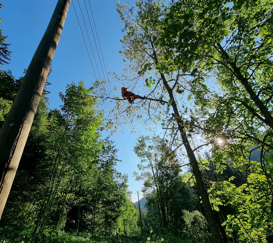 wr forestier abbatage technique