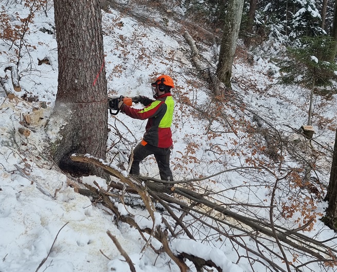 wr forestier apprenti erwan